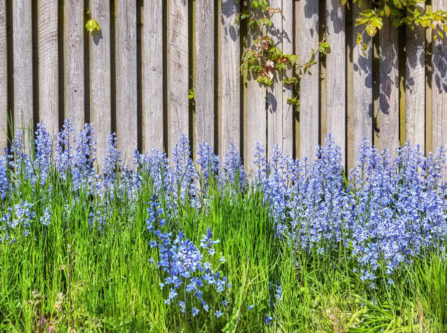 Blumen vor Zaun